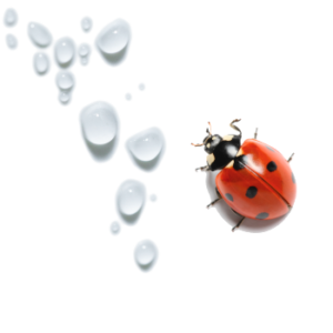 marienkaeferwassertropfen